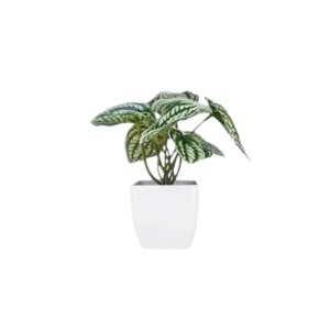 White-Tipped Leaf Artificial Plant in White Clay Pot